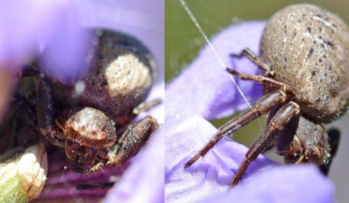 Xysticus sp.
